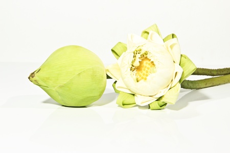 This photo is Close-up Lotus flowers isolatedの写真素材