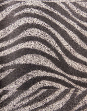 Animal Fur detail backgroundの写真素材