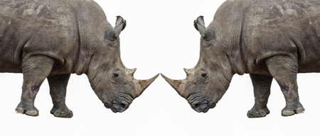 rhino on a white backgroundの写真素材