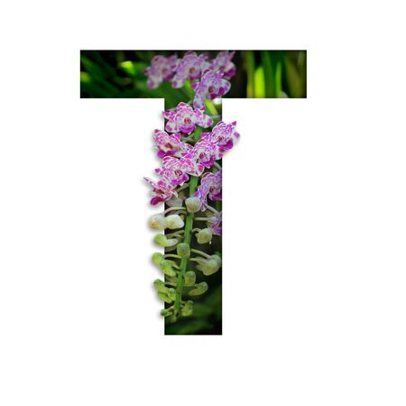 Font with flower T made form the flower for desing decorationの写真素材