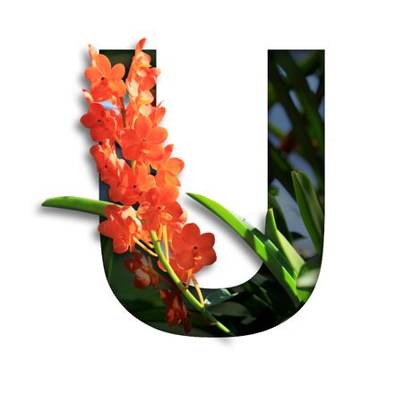Font with flower U made form the flower for desing decorationの写真素材