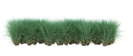 3d Render Bush Tree Isolated  on white backgroundの写真素材