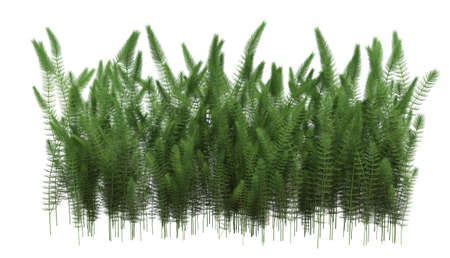 3d Render Brush Tree Isolated  on white backgroundの写真素材