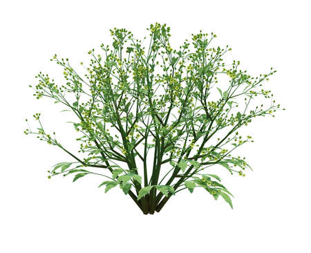3d Render Brush Tree Isolated  on white background