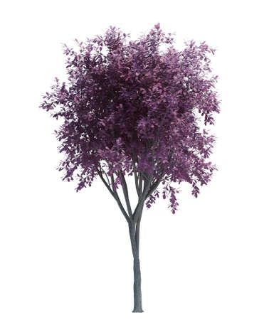 Nature object tree isolated  white on backgroundの写真素材