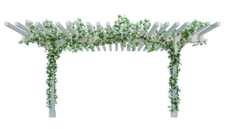 3d Render Ivy Plants  Isolated  on white backgroundの写真素材