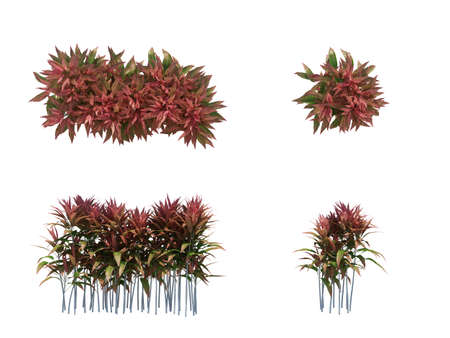 3d Render Brush Tree Isolated  on whiteの写真素材