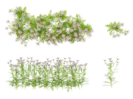 3d Render Brush Tree Isolated  on whiteの写真素材