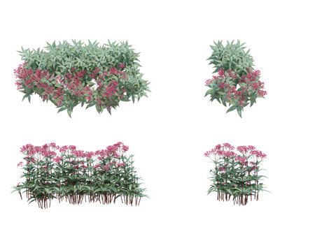 3d Render Brush Tree Isolated  on whiteの写真素材