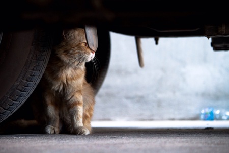Cat under a vehicle の素材