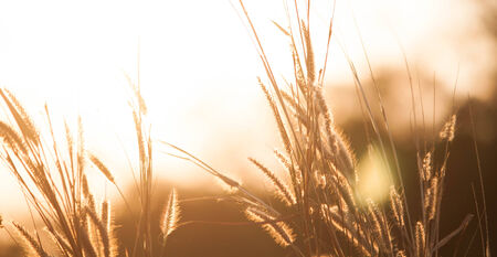 dry grass in afternoon