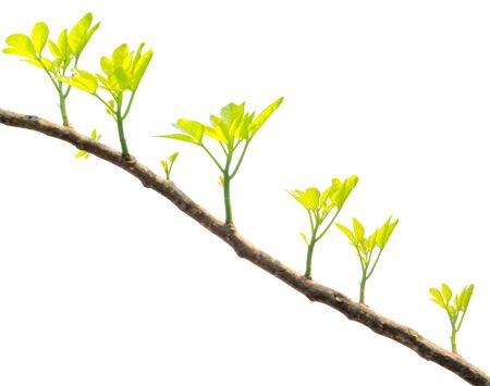 Trees are grown up の写真素材