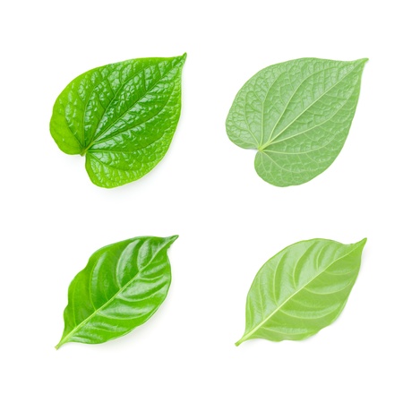 Tropical green leaves isolated on white