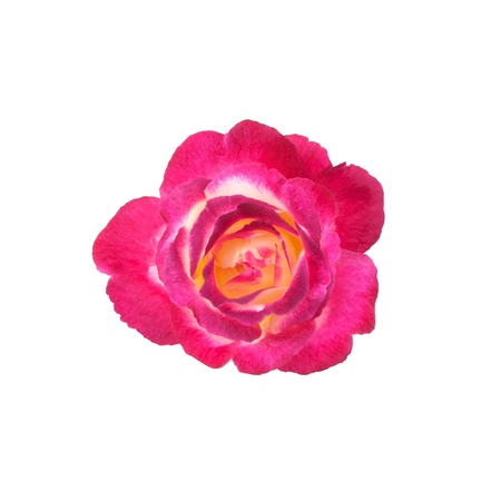 Pink rose isolated on whiteの写真素材