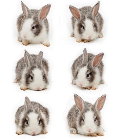 Little rabbitの写真素材