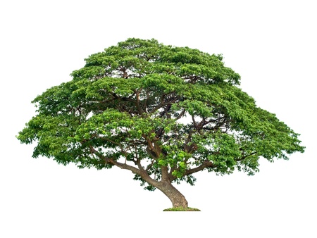 Giant tropical tree isolated on whiteの写真素材