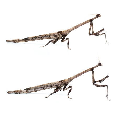 Brown Mantis 