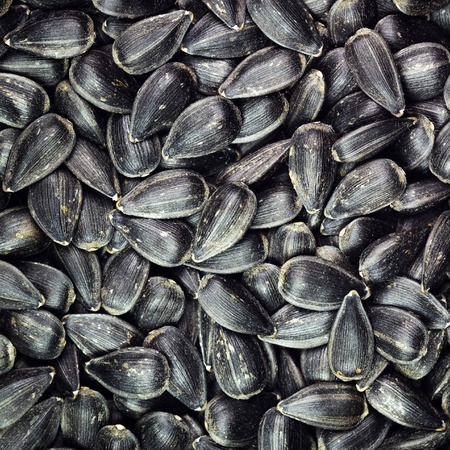 Sunflower seeds