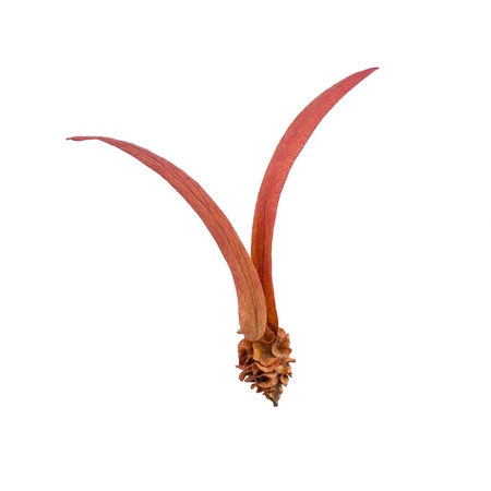 Flying Seedの写真素材