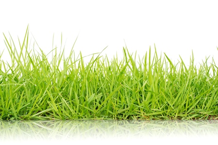 Fresh spring green grass isolated on white backgroundの写真素材