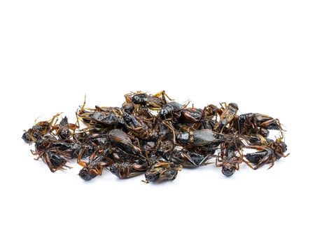 Fried insects isolated on white backgroundの写真素材