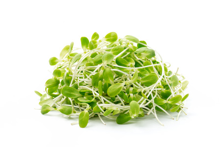 Sunflower sprout isolated on white backgroundの写真素材