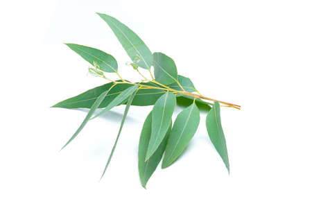 Eucalyptus leaves isolated on white backgroundの写真素材