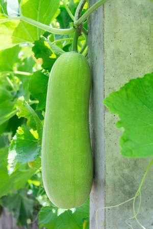 Winter melon, White gourd, Winter gourd, Ash gourd, tallow gourd, ash pumpkin, is a vine grown for its very large fruit, eaten as a vegetable when matureの写真素材
