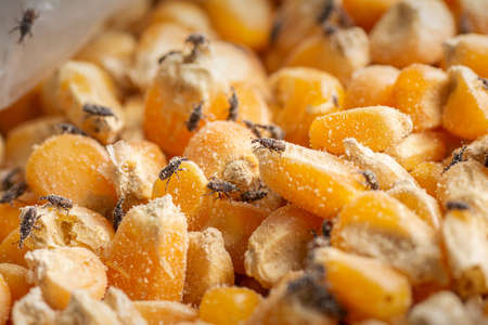 Corn weevil, Maize weevil beetles ,Maize grain weevil, Insect damaged corn kernels