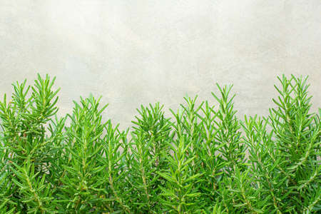 rosemary tree in front of the concrete wall backgroundの写真素材