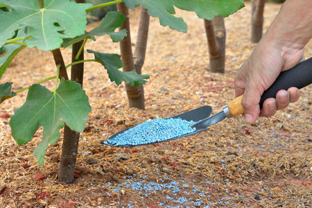 Fertilizing fig treeの写真素材