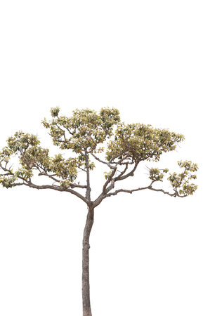 Beautifull green tree on a white background in high definition.Tropical tree on white background for...
