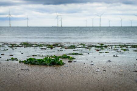 Seaweed washed up on the beach and blur wind turbine background
