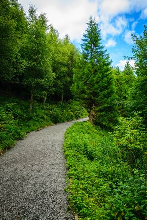 Path tree in the forest on the border between coniferousの写真素材