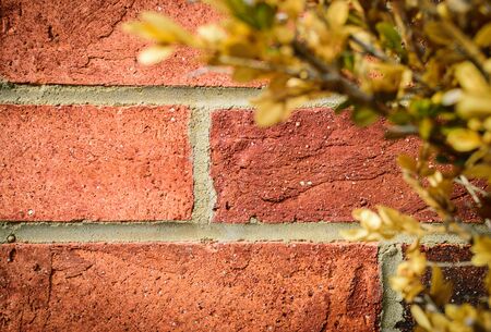 Red brick wall in the background and blur leaf in foregroundの写真素材