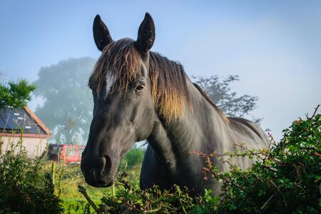 Close up black horse on farm in autumnの写真素材
