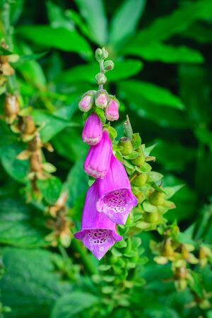 Photo of Bright purple flowers in forest