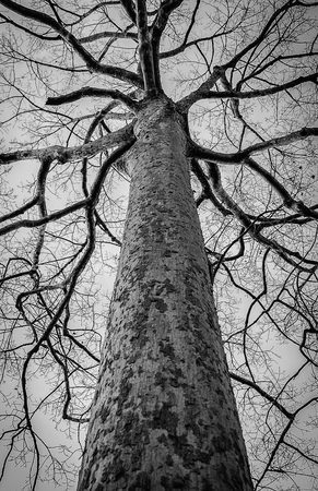 Black and white photo of dead winter tree,Thailand