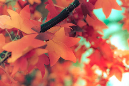 Red paper maple leaf. Selective focus. Vintage tone.の写真素材