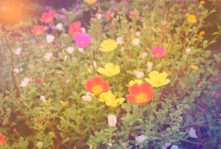 Colorful flowers with soft blur in the pastel vintage retro tone for background.の写真素材