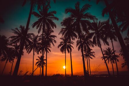 Silhouette coconut palm trees on beach at sunset. Vintage tone.の写真素材