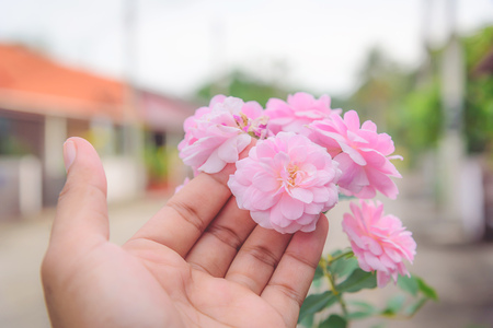 Pink rose flowers with handの写真素材