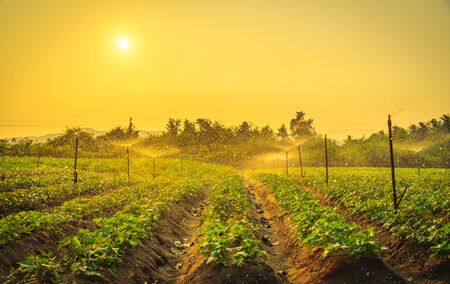 Water sprinkler system working in a green vegetable garden at sunset. Seclective focusの写真素材