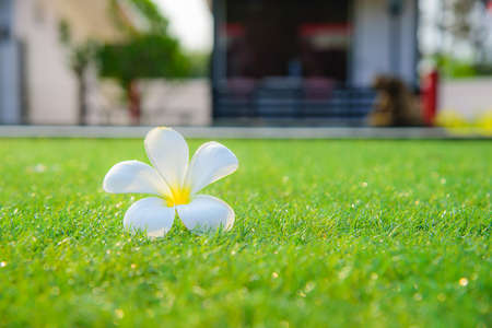 Tropical flowers of Plumeria on green grass background. Selective focusの写真素材