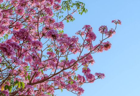 Tebebuia Flower (Pink trumpet) blooming, Tabebuia rosea with blue skyの写真素材