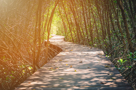 Wooden Bridge In Mangrove Forestの写真素材