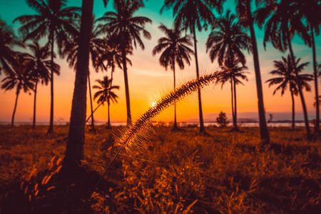 Silhouette grass flower and coconut palm tree on beach at sunset. Vintage tone.の写真素材