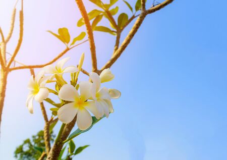 White frangipani tropical flower, plumeria flower blooming on tree, spa flower.の写真素材