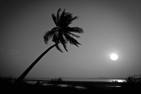 Black and white silhouette coconut palm trees on beach at sunset.の写真素材