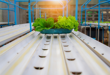 Hydroponic organic salad vegetable in farm, Thailand. Selective focusの写真素材